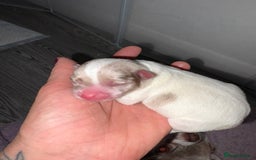 Chihuahua dogs for sale: 🐶 xxs Stunning pure chihuahua pups 🐶 - Image 17