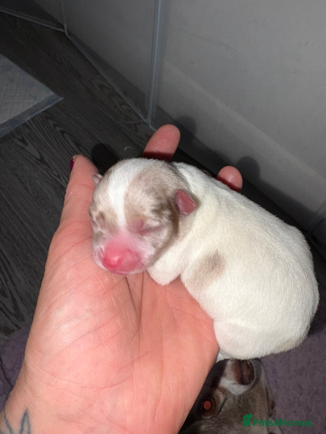 Chihuahua dogs for sale: 🐶 xxs Stunning pure chihuahua pups 🐶 - Image 17