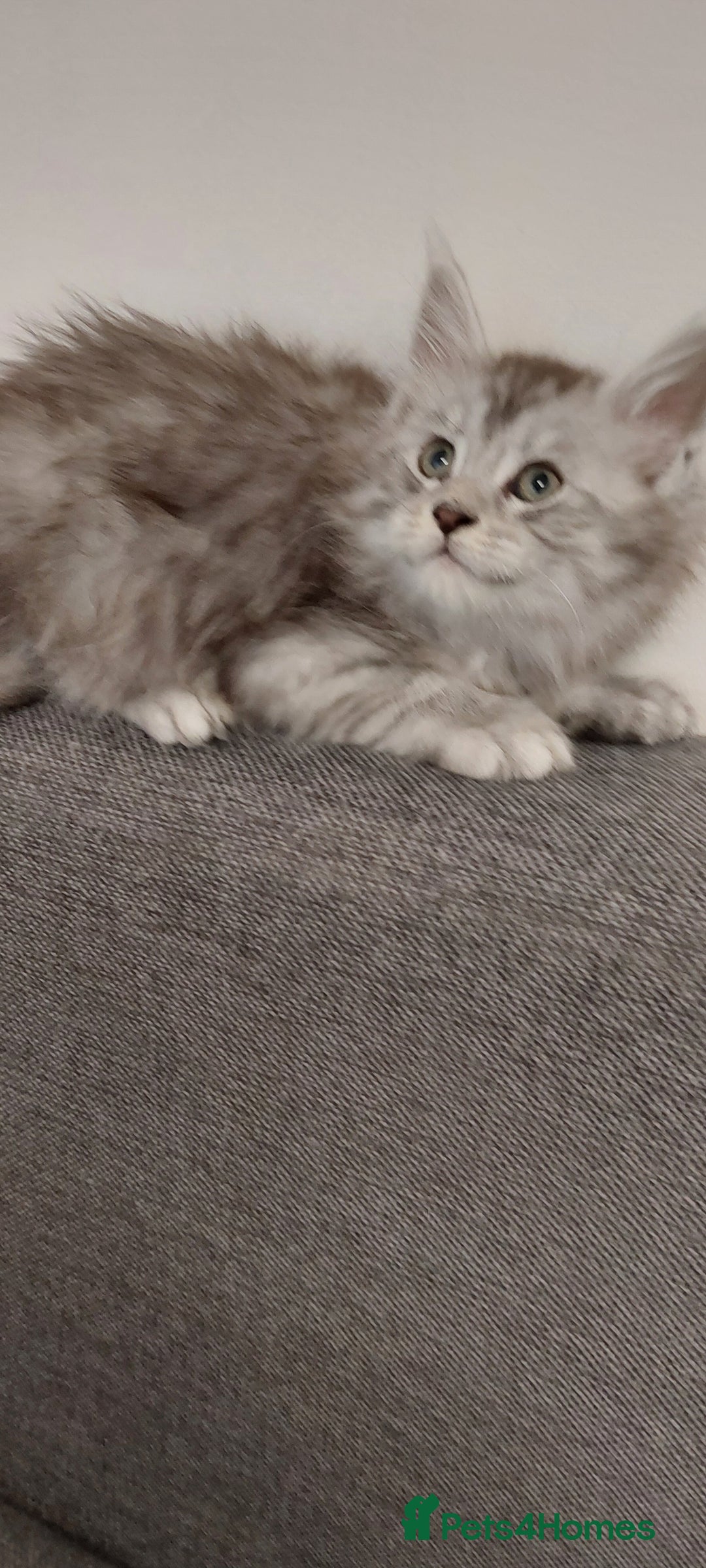 Maine Coon cats for sale: 🐈🐈🐈7 Amazing Maine coons🐈🐈🐈 - Advert 11