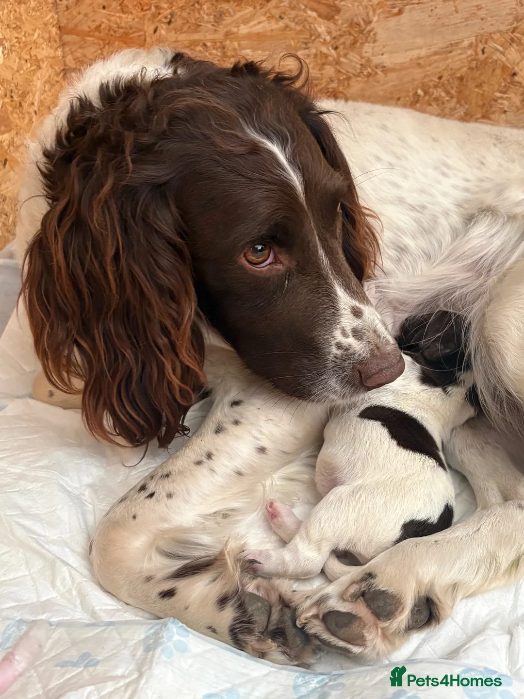 English Springer Spaniel dogs for sale: Beautiful English springer spaniel puppy 🩷🐶 - Advert 1