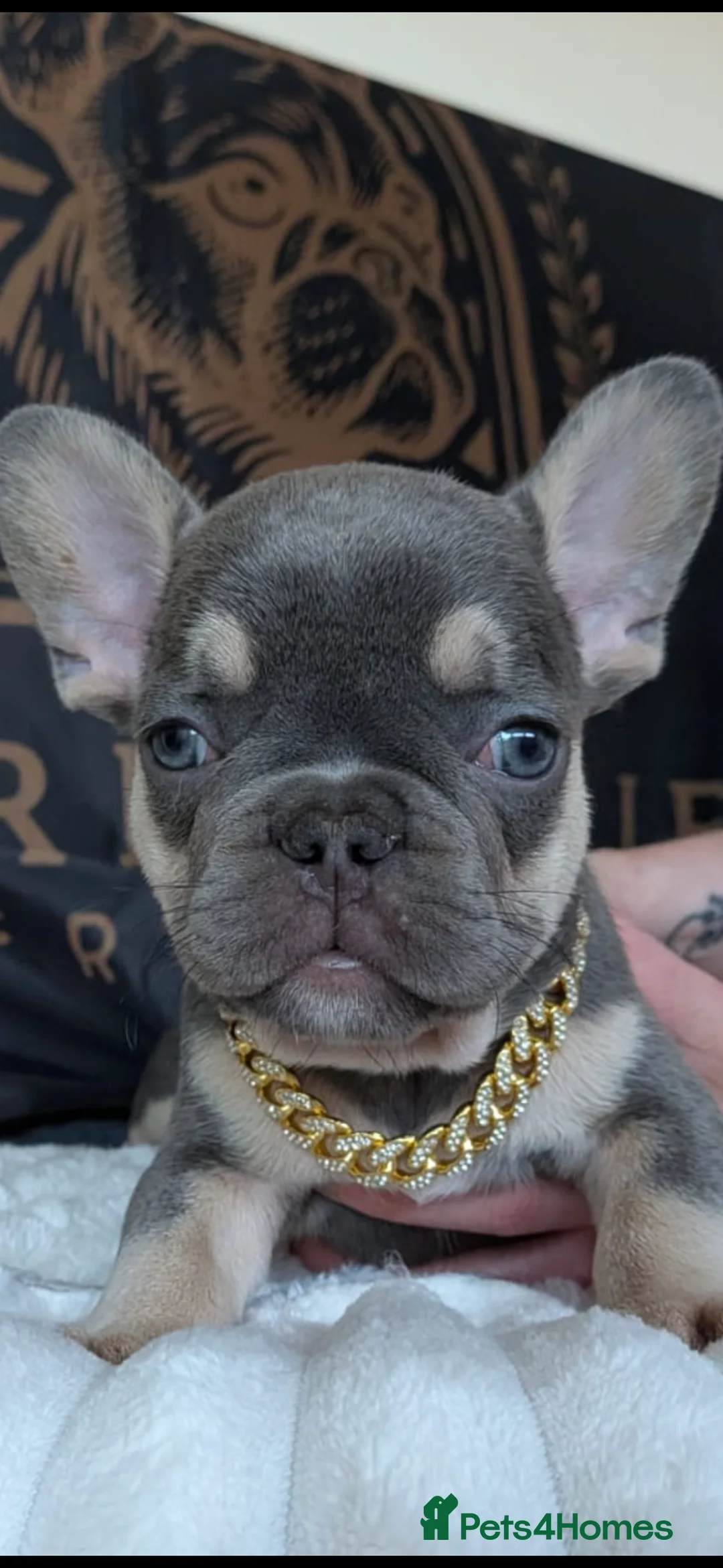 French Bulldog dogs for sale: ⭐️Gorgeous French Bulldog Puppies⭐️ - Advert 2