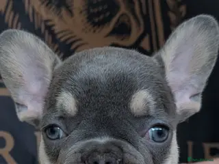 French Bulldog dogs ⭐️Gorgeous French Bulldog Puppies⭐️ - Advert 5