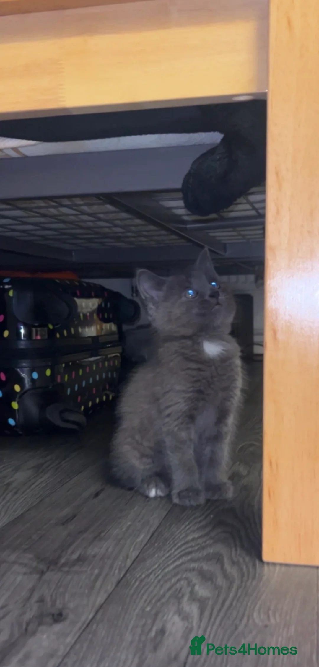 British Longhair cats for sale: Beautiful kitten  - Advert 3