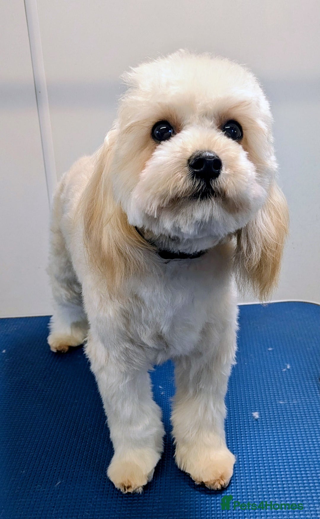 Maltipoo dogs for sale: The greatest addition to any family ❤️ - Advert 2