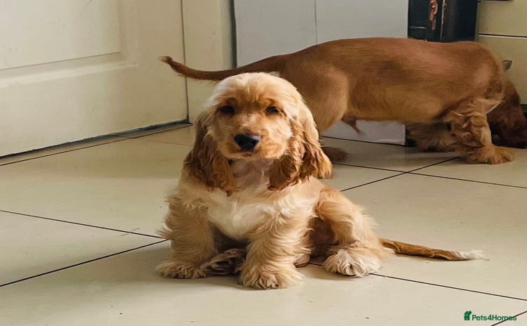 Cocker Spaniel dogs - Advert 1