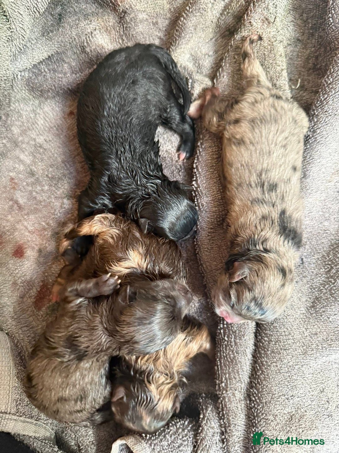 Pomeranian dogs for sale: 🧸🌈 Genuine Teddy Bear Poms Rainbow litter 🌈🧸 - Image 17
