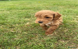 Cockapoo dogs for sale: Adorable F1B cockapoo puppies - Image 13