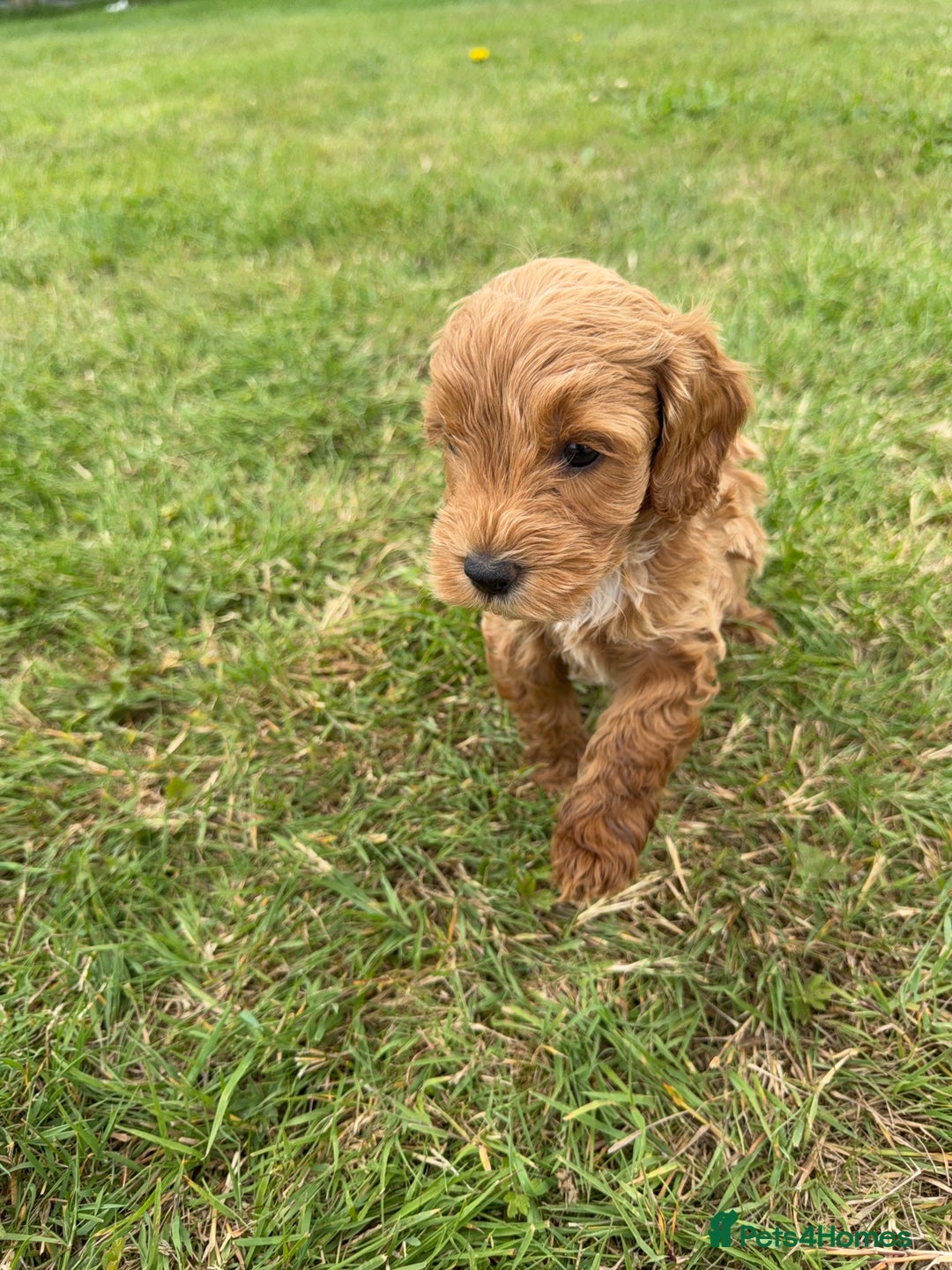 Cockapoo dogs for sale: Adorable F1B cockapoo puppies - Image 13