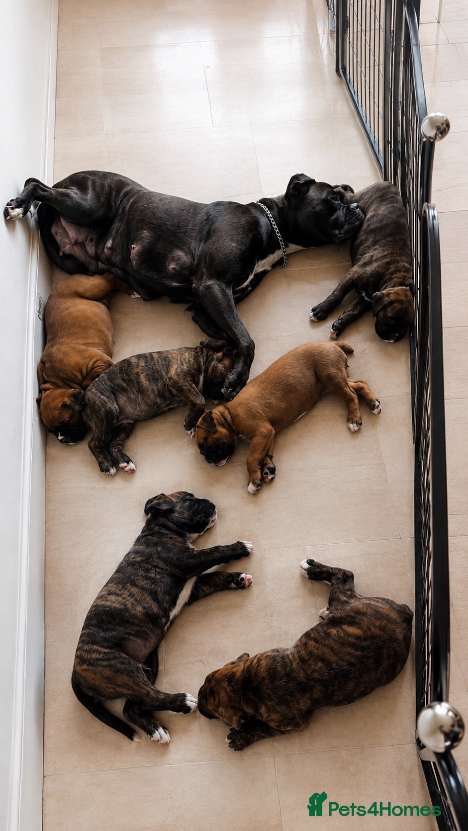 Boxer dogs (KC) ONE BEAUTIFUL BOXER BOY STILL AVAILABLE - Advert 2