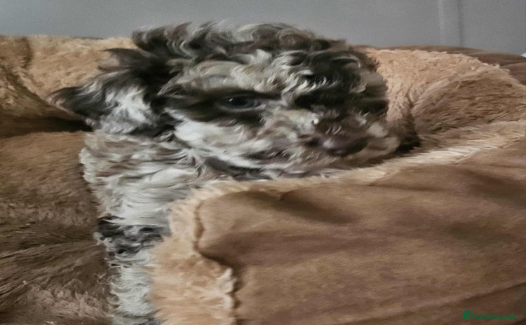 Miniature Poodle dogs - Advert 12