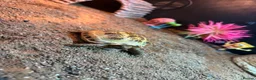 Tortoise reptiles for sale: Horsefield tortoise  - Advert 3
