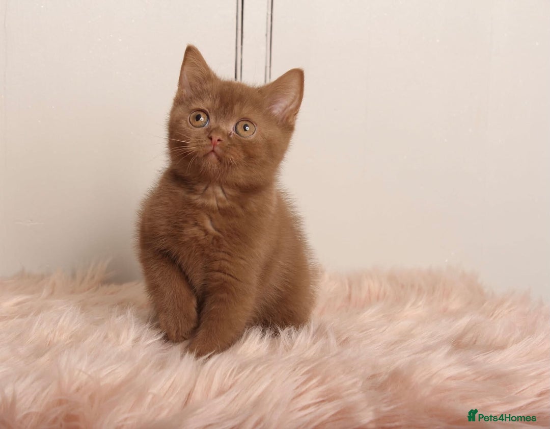British Shorthair cats for sale: Gorgeous BSH Kittens  - Image 2