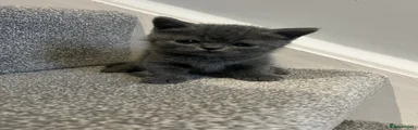 Scottish Fold Kitten 2