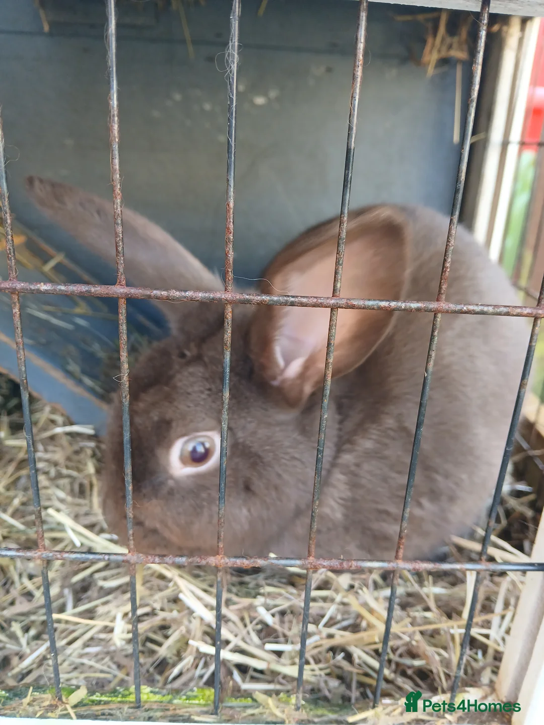 Mixed Breed rabbits for sale: Female Bunny 1.6 years old - Advert 2