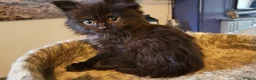 British Longhair cats for sale: British Longhair Kittens - Advert 1