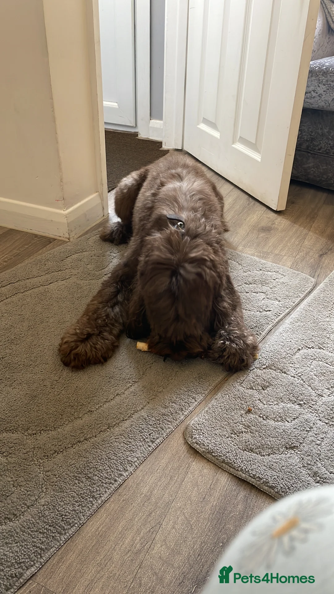 Cockapoo dogs for sale: 6 year old male f2 cockapoo  - Advert 5