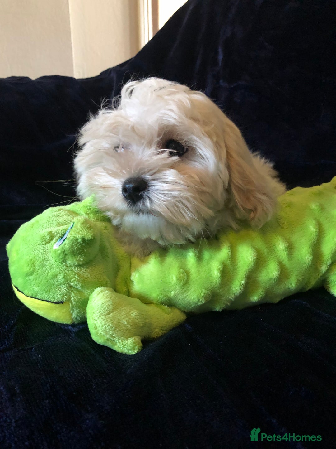 Maltipoo dogs for sale: maltipoo puppies for sale  - Advert 4