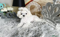 Maltese dogs for sale: Tiny KC Reg. Korean Line Maltese- by Emperatrice - Image 25