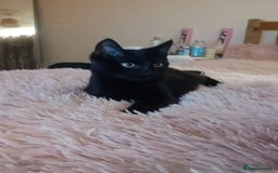 Bombay cats for sale: Litte Bombay cat  - Image 1