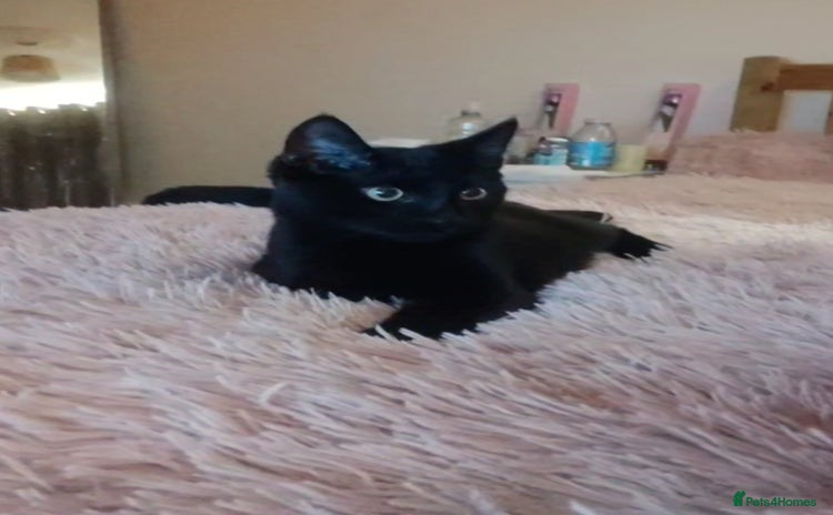 Bombay cats - Advert 1