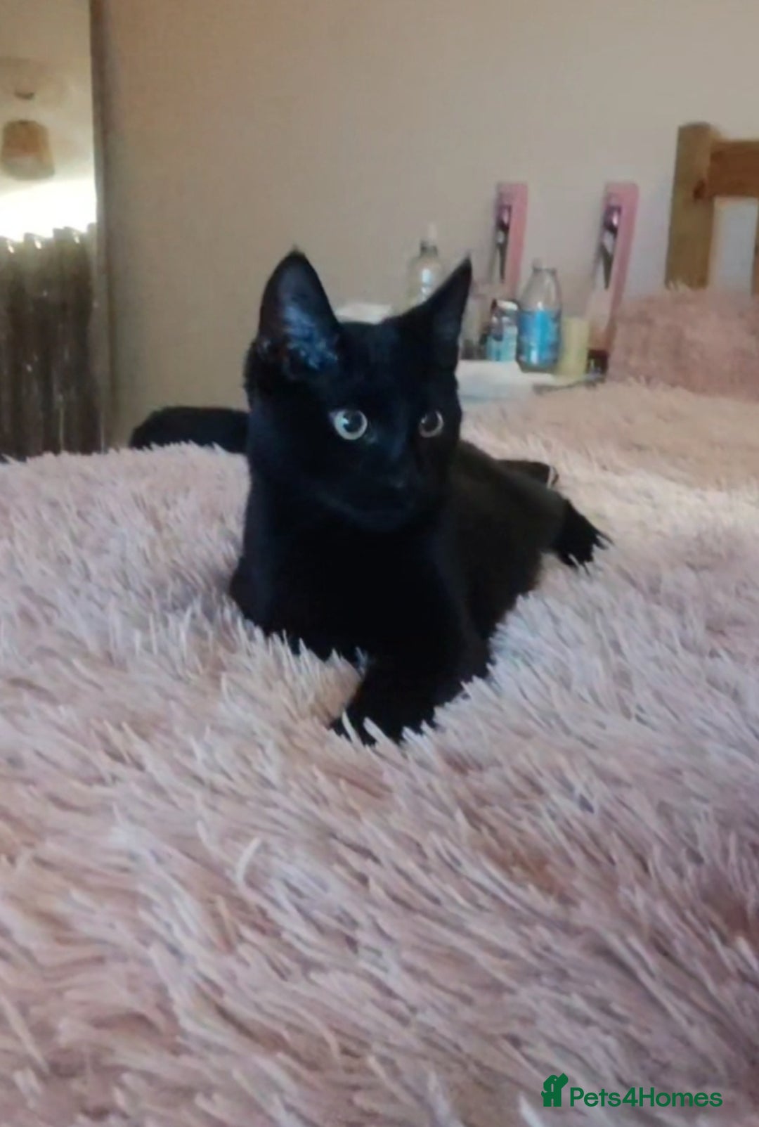 Bombay cats for sale: Litte Bombay cat  - Image 1