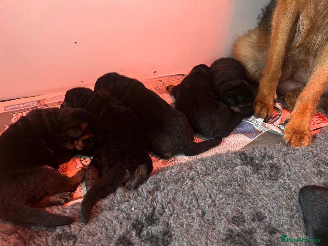 German Shepherd dogs for sale: Litter of puppies with a World Class Pedigree  - Advert 7