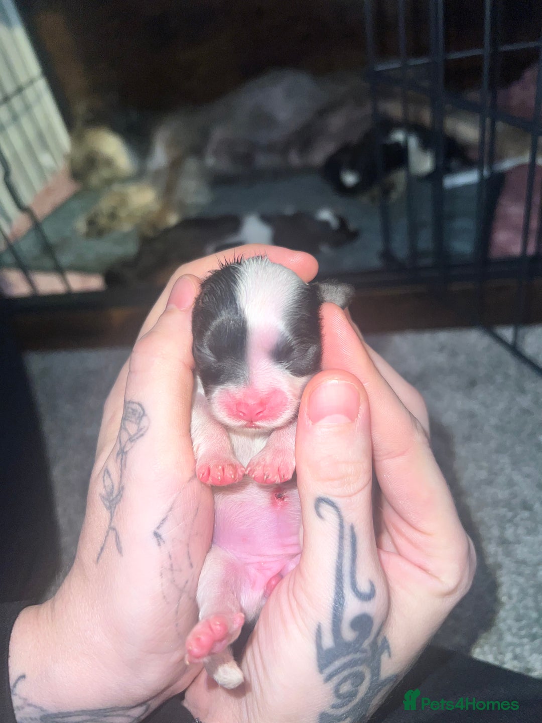 Mixed Breed dogs for sale: Shih tzu x Bichion  - Image 4