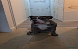 Dorset Olde Tyme Bulldogge dogs for sale: Old English bulldogge - Image 4