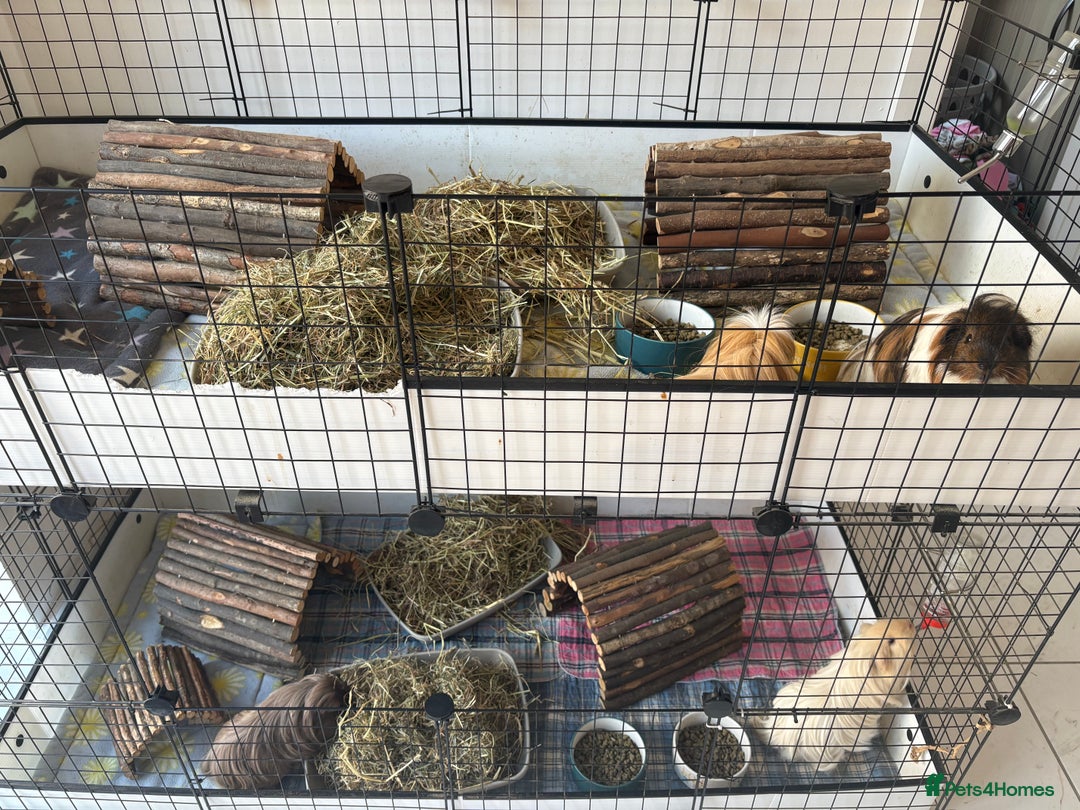 Guinea Pig rodents for sale: Male Guinea Pigs - Image 3
