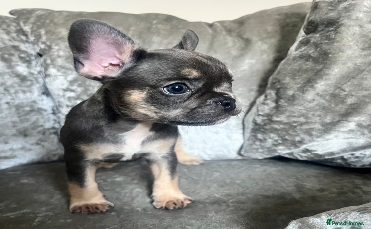 French Bulldog dogs - Advert 2