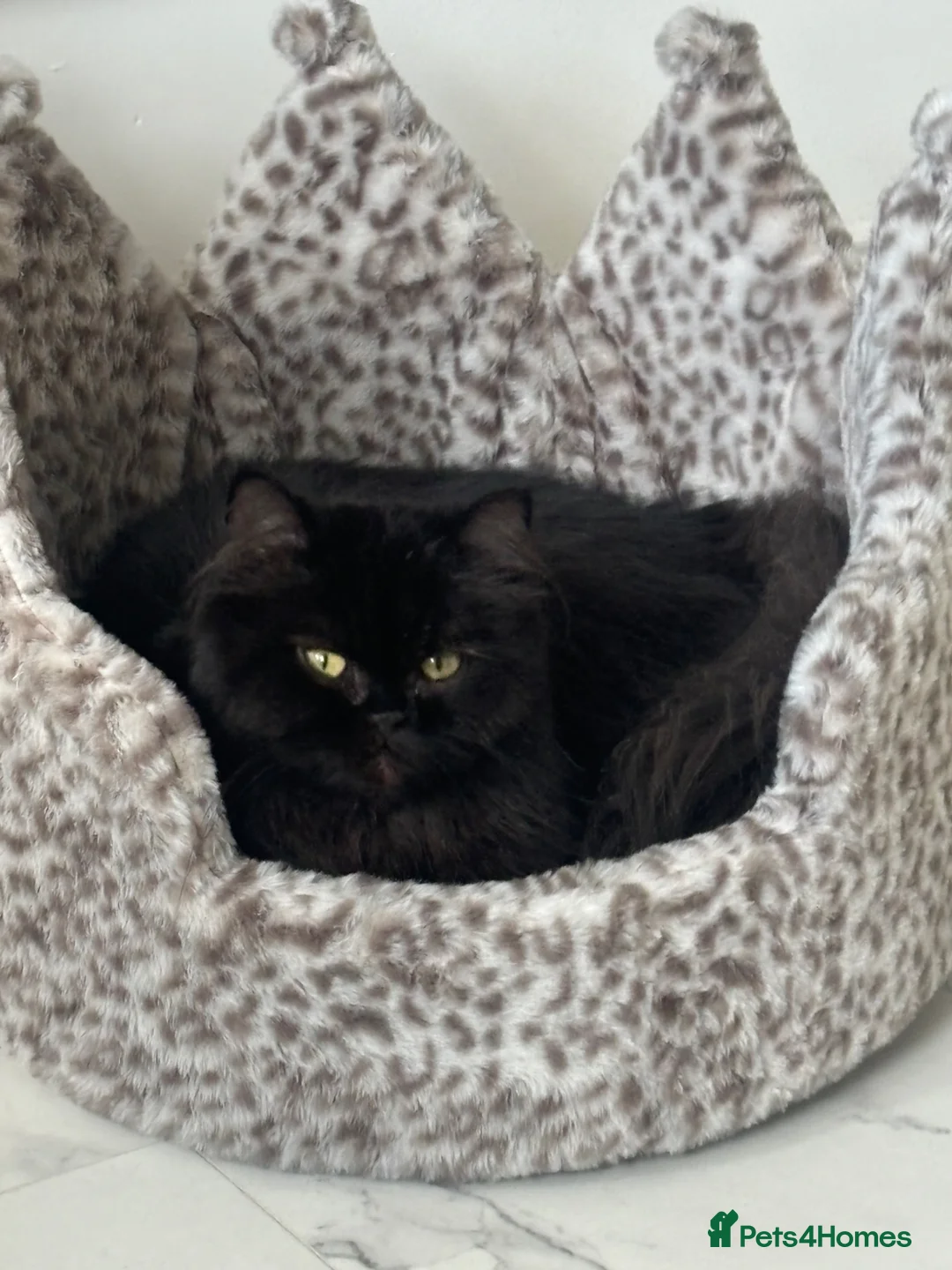 Persian cats for sale: persian chinchilla - Advert 18