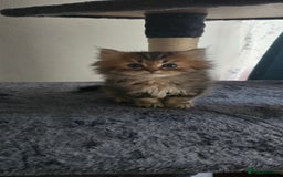 Persian cats for sale: Persian Kittens for Sale – Fluffy Bundles of Joy - Image 29