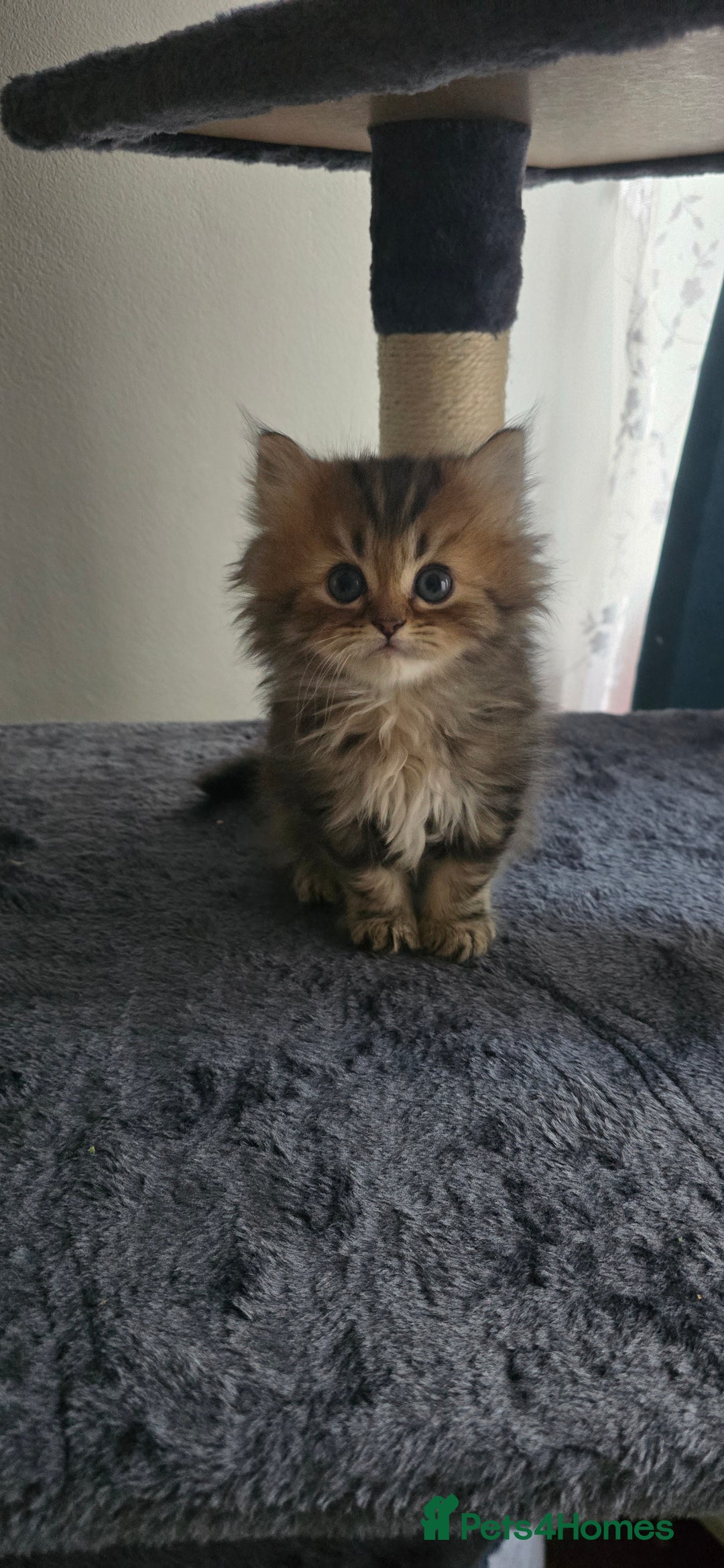 Persian cats for sale: Persian Kittens for Sale – Fluffy Bundles of Joy - Image 29