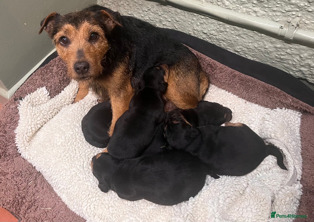 Mixed Breed dogs for sale: Stunning Lakeland X Jack Russell Pups  - Advert 8
