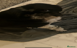 Shih Tzu dogs for stud: Shih tzu for stud  - Advert 1