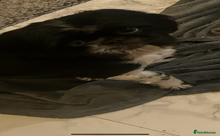 Shih Tzu dogs Shih tzu for stud  - Advert 9