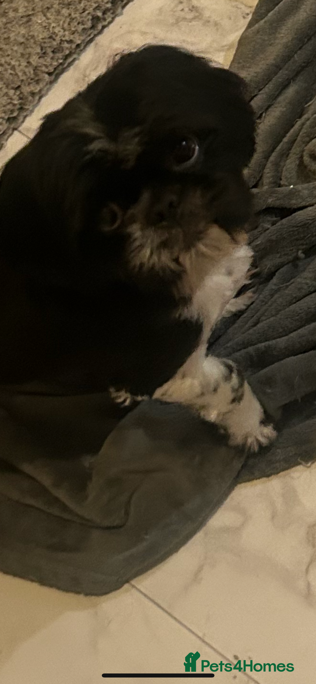 Shih Tzu dogs for stud: Shih tzu for stud  - Advert 1