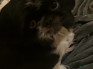 Shih Tzu dogs Shih tzu for stud - Advert 6