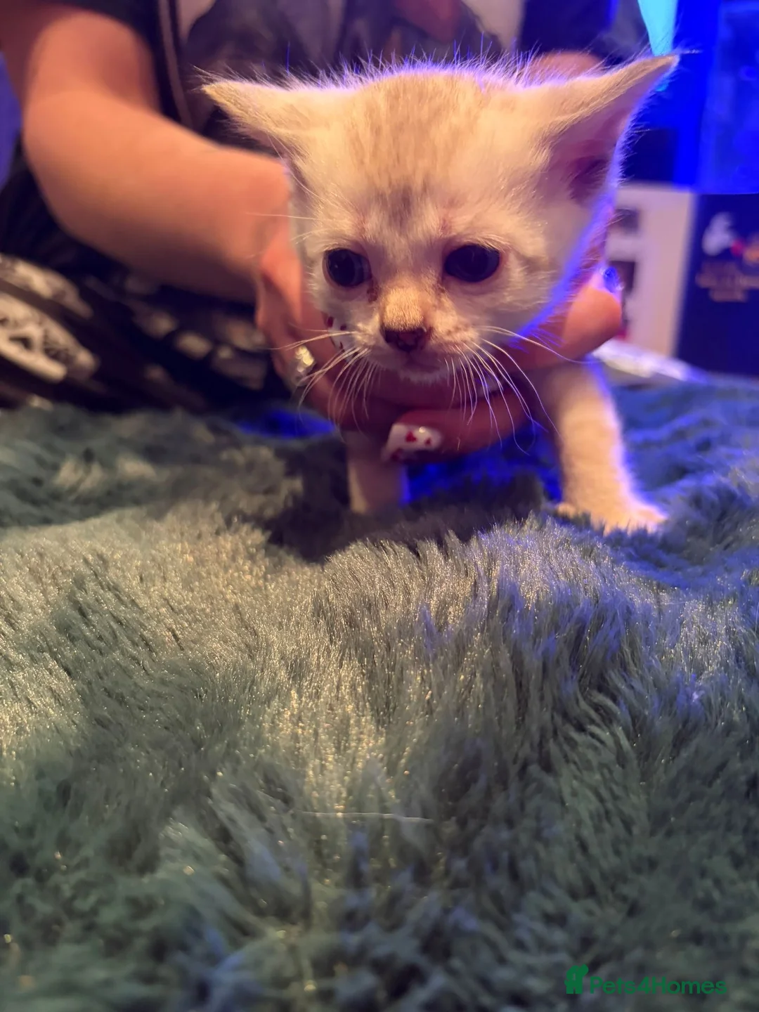 Bengal cats for sale: Snow Mink/Lynx & Brown Rosette/Marble Bengals in Worthing - Advert 3