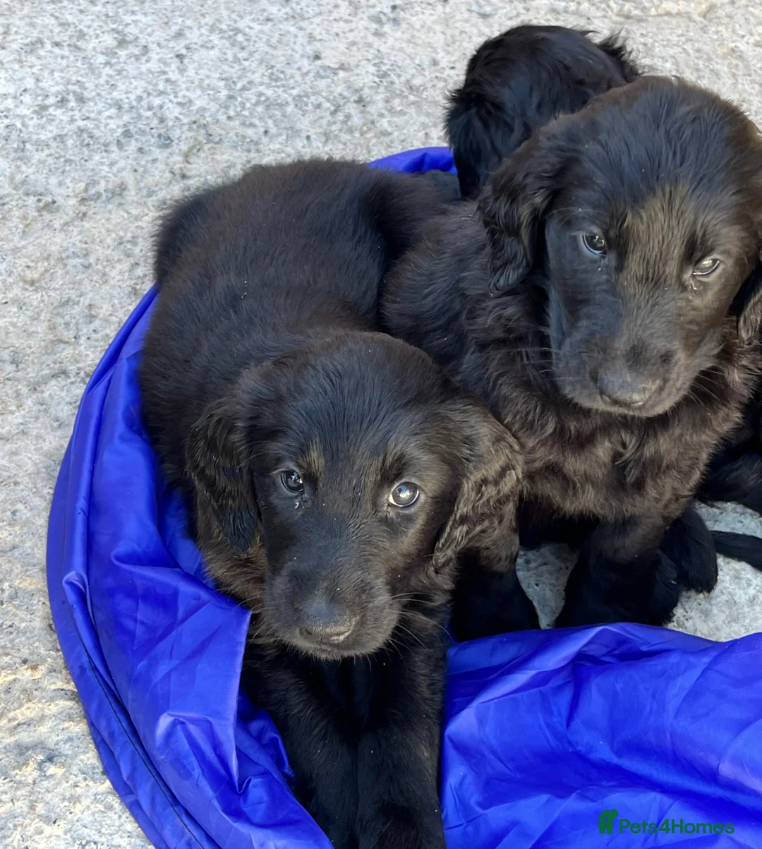 Flat coated Retriever dogs for sale: Beautiful girl from show winning lines available  - Advert 1