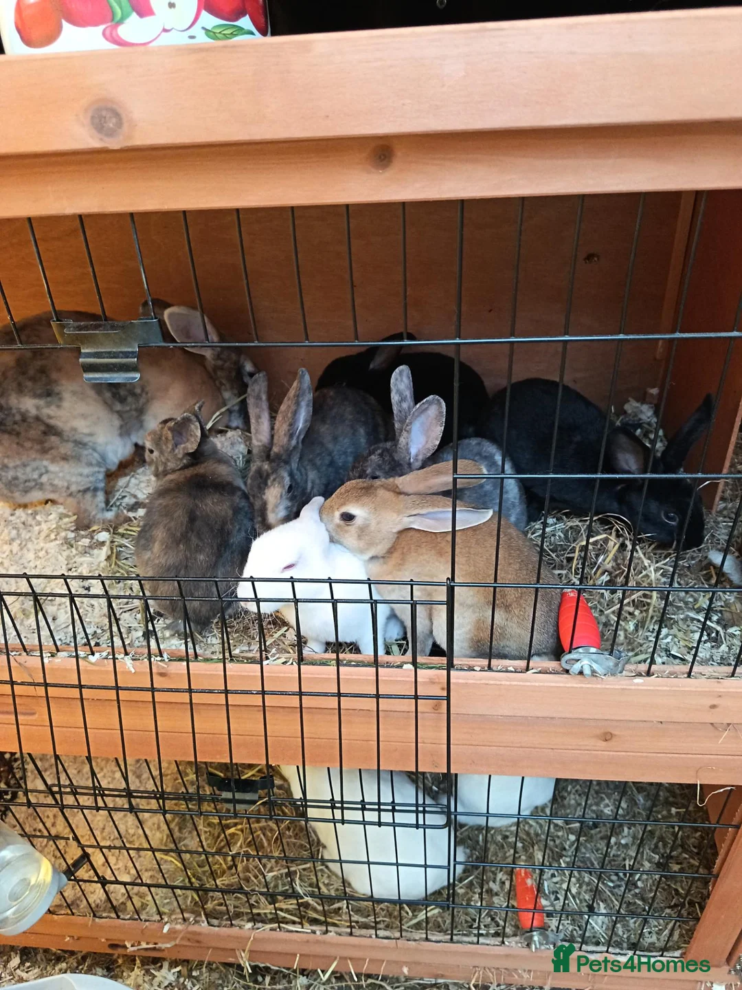 English rabbits for sale: Very nice  in Boston - Advert 2