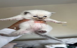 Ragdoll cats for sale: 🐾 Ragdoll Kittens Ready Soon!🐾 in Bridgwater - Image 12