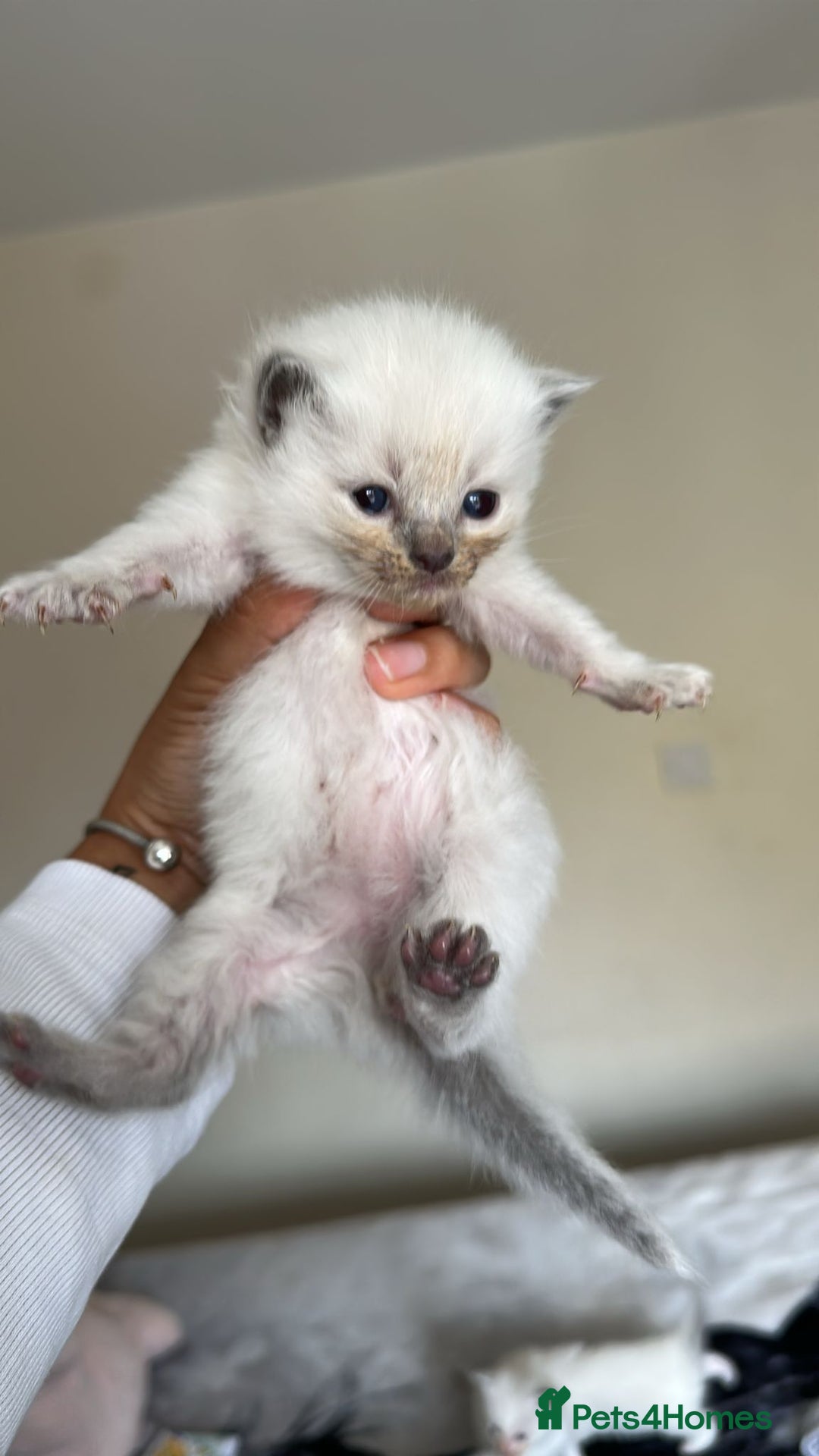 Ragdoll cats for sale: 🐾 Ragdoll Kittens Ready Soon!🐾 in Bridgwater - Image 12
