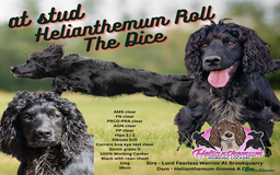 Cocker Spaniel dogs for stud: Working cocker at studs in Ashford - Image 3