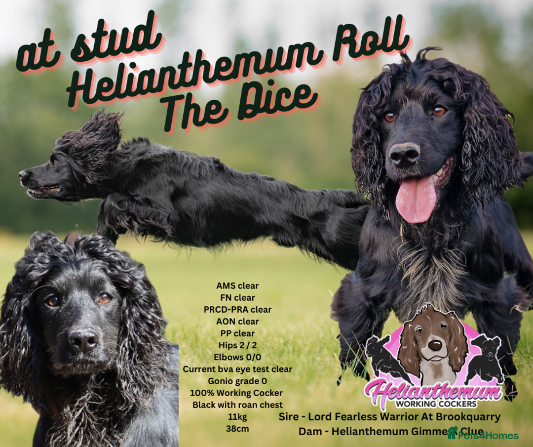 Cocker Spaniel dogs for stud: Working cocker at studs in Ashford - Image 3