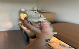 Bearded Dragon reptiles for sale: Bearded dragon  - Image 3