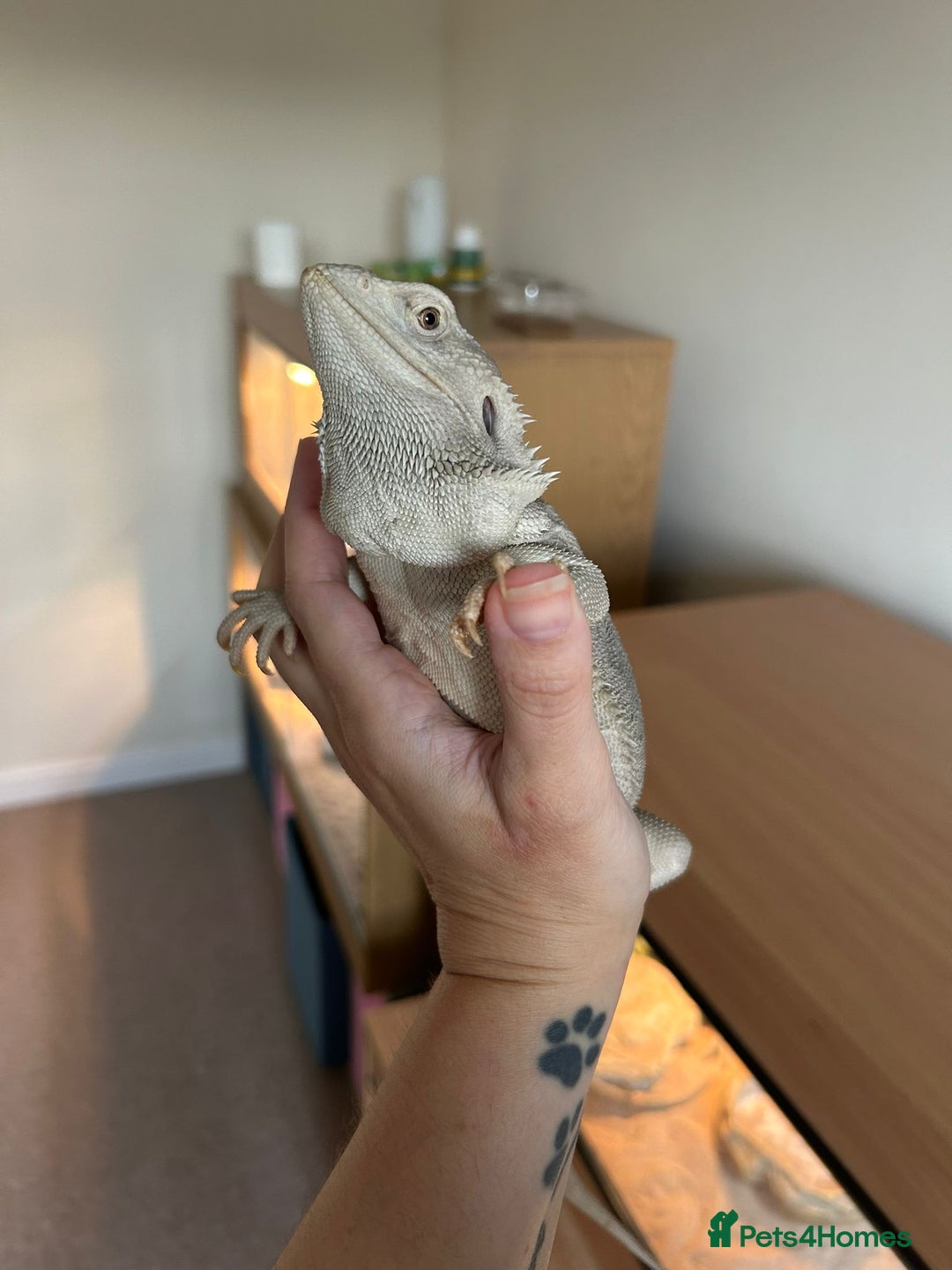 Bearded Dragon reptiles for sale: Bearded dragon  - Image 3