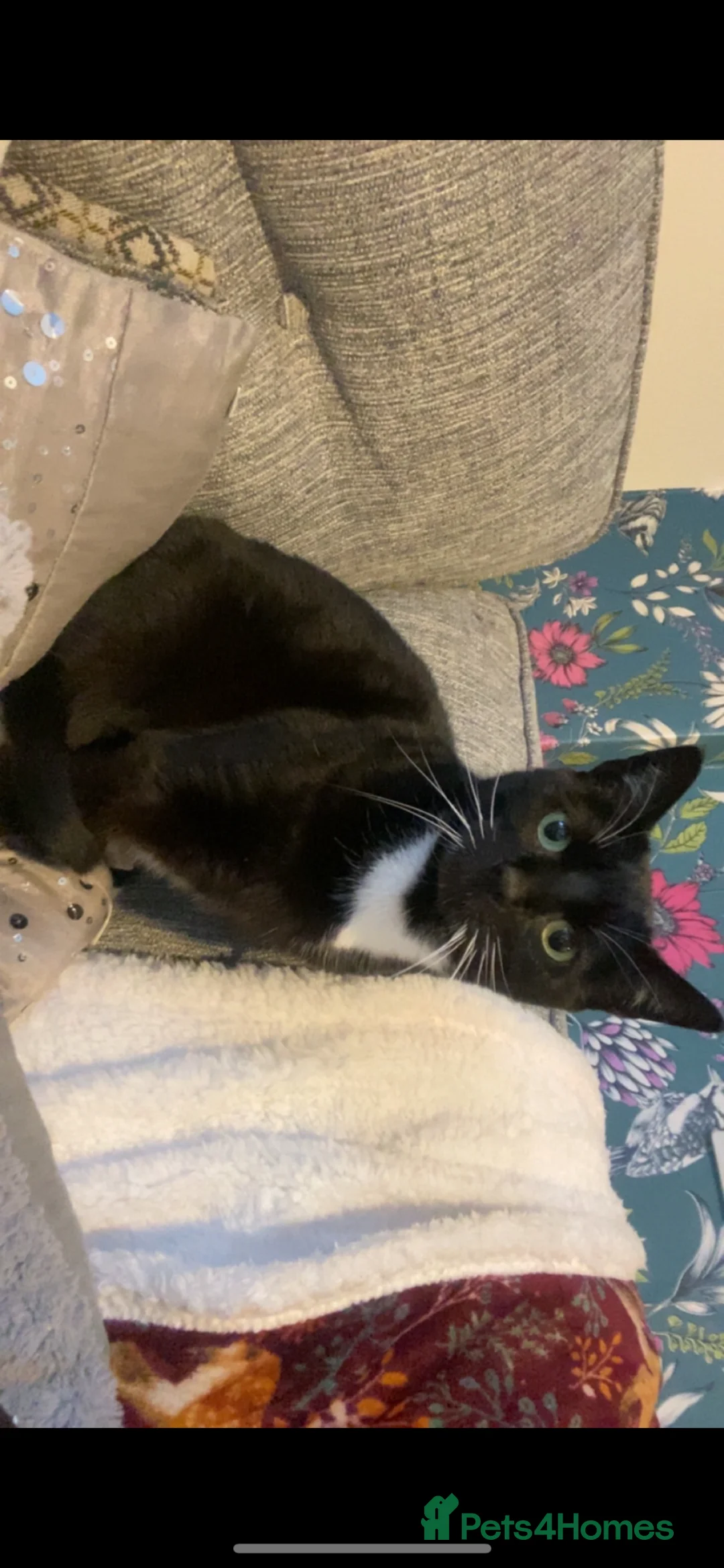 Mixed Breed cats for sale: 2 beautiful female cats FREE - Advert 2