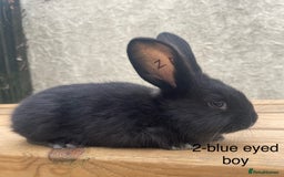 Continental Giant rabbits for sale: Pure bred continental giants - Image 3