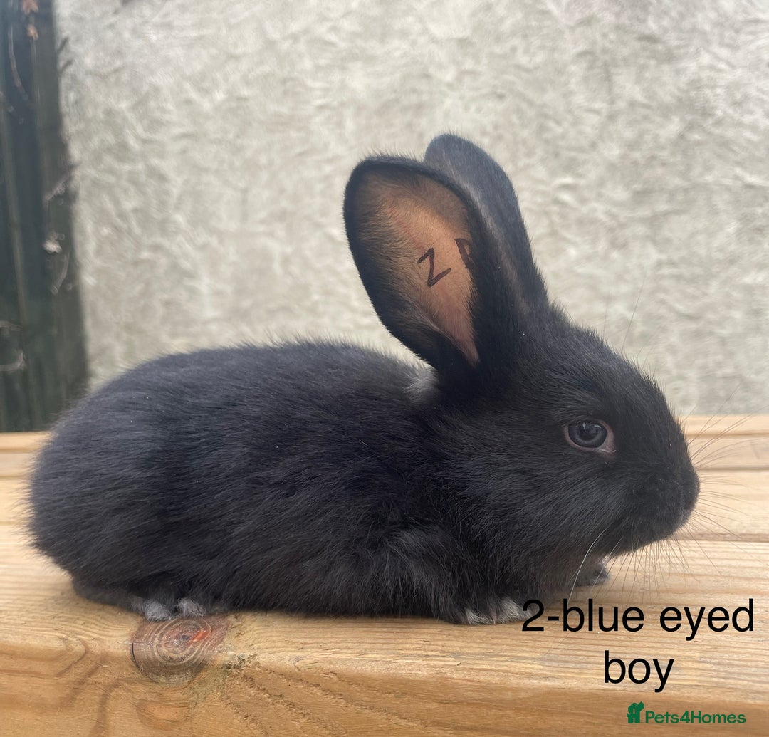 Continental Giant rabbits for sale: Pure bred continental giants - Image 3